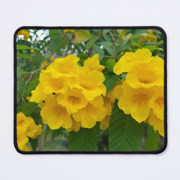 Item preview, Golden trumpet tree plant designed and sold by vibeno1.
