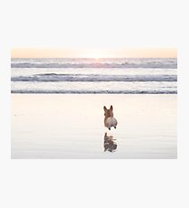Beach Corgi Photographic Print