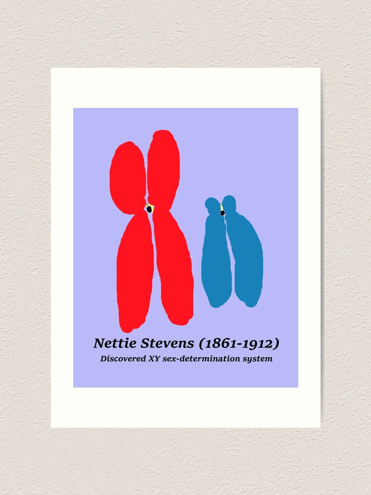 Nettie Stevens Xy Chromosomes Art Print By Mmitochondria Redbubble