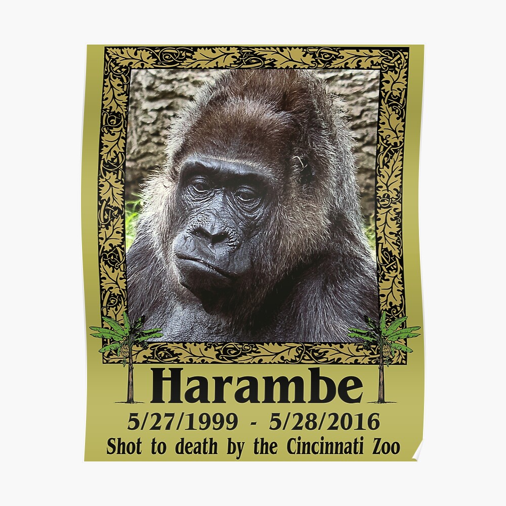 Cincinnati Bengals Harambe Win For Him - Harambe - Magnet