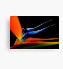 Colours Canvas Print