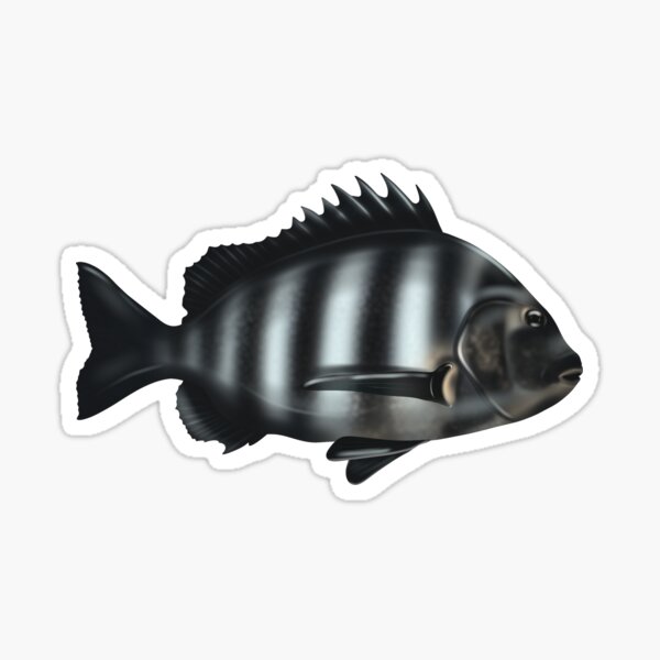 Bubble Stickers – Sheepshead