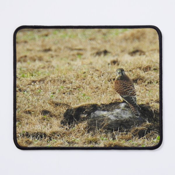 Item preview, Kestrel  designed and sold by -Pip.