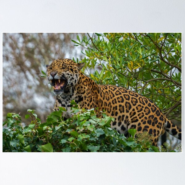 Close Up Of Angry Leopard Photo Leopard Pictures Wall Decor Jungle Animal  Pictures For Wall Posters Of Wild Animals Jungle Leopard Print Decor Animal