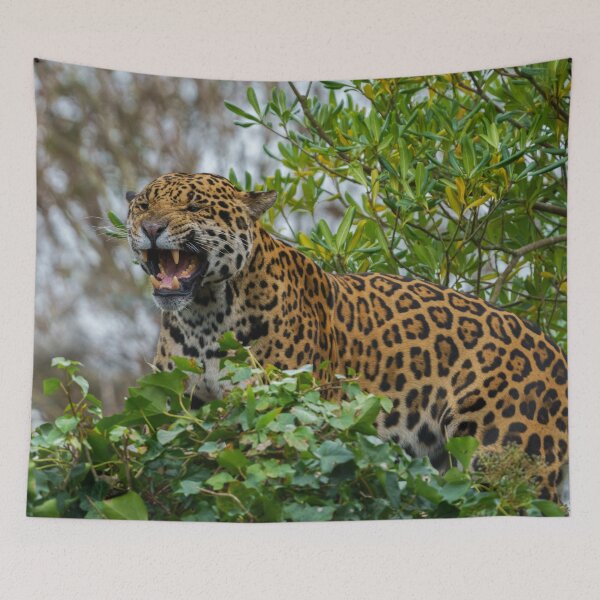 Item preview, Jaguar Growl designed and sold by rawshutterbug.