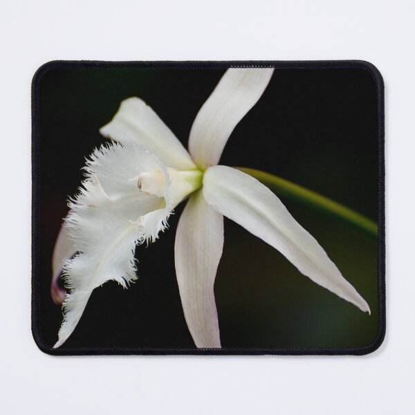 Item preview, Brassavola Orchid designed and sold by Michael Cummings.