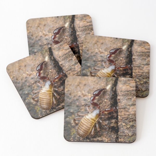 Item preview, A Pseudoscorpion (Pseudoscorpionida) searching the cervice for food designed and sold by AvonPerception.