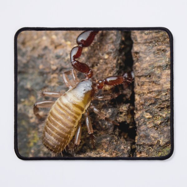 Item preview, A Pseudoscorpion (Pseudoscorpionida) searching the cervice for food designed and sold by AvonPerception.