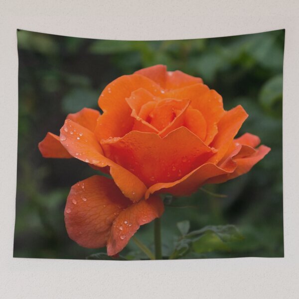 Item preview, Wet Beauty - Hot Orange Rose with Raindrops designed and sold by Georgia Mizuleva.