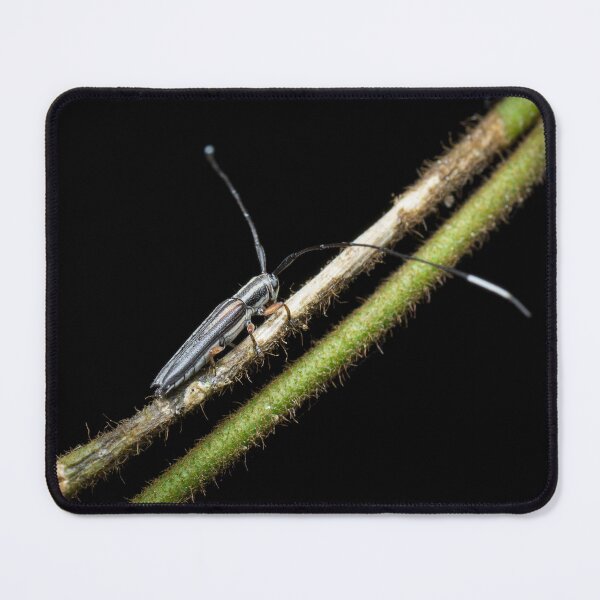 Item preview, A longhorn beetle (Nyctimenius tristis) designed and sold by AvonPerception.
