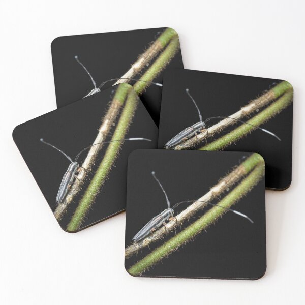 Item preview, A longhorn beetle (Nyctimenius tristis) designed and sold by AvonPerception.
