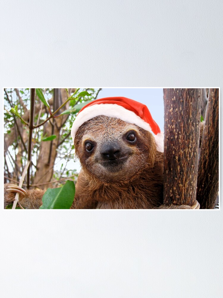 sloth with hat