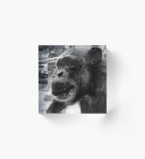 Monkey Acrylic Block