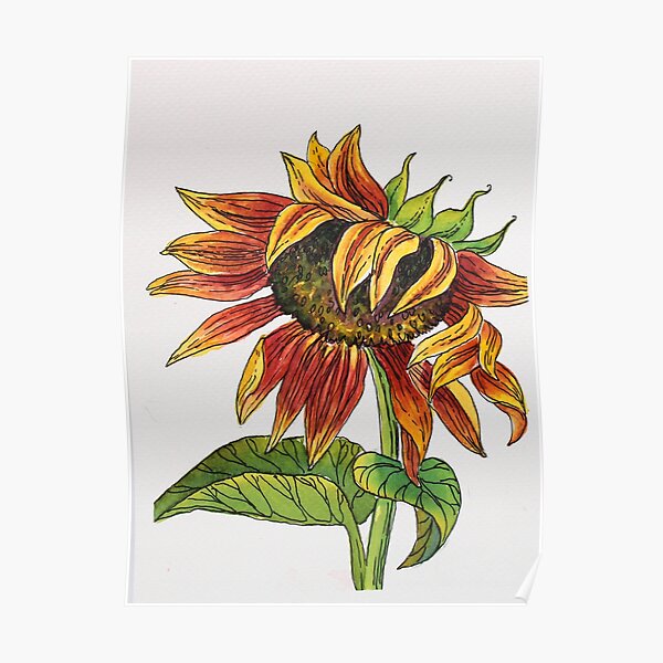 Sunflower Watercolor Painting Poster