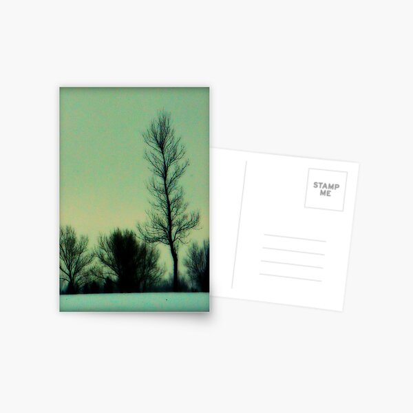 Trees and First Snow Postcard