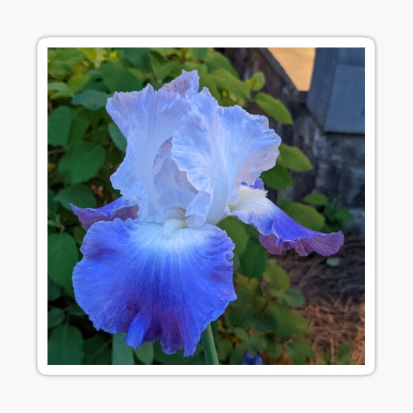 Item preview, Blue Iris designed and sold by AustaArt.