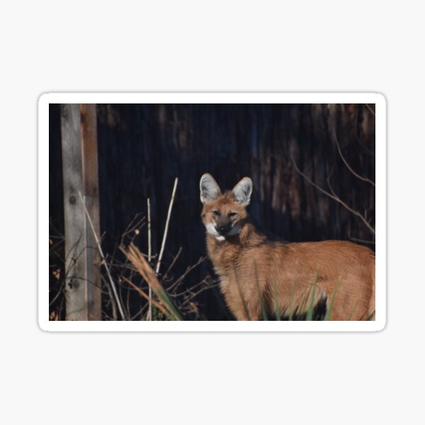 "Maned Wolf" Sticker for Sale by Sharonzoolady Redbubble