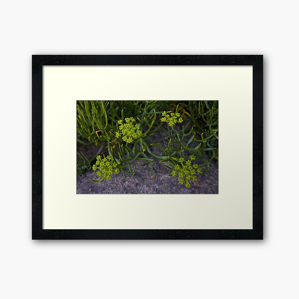 Rock Samphire, Inishmore, Aran Islands Framed Art Print