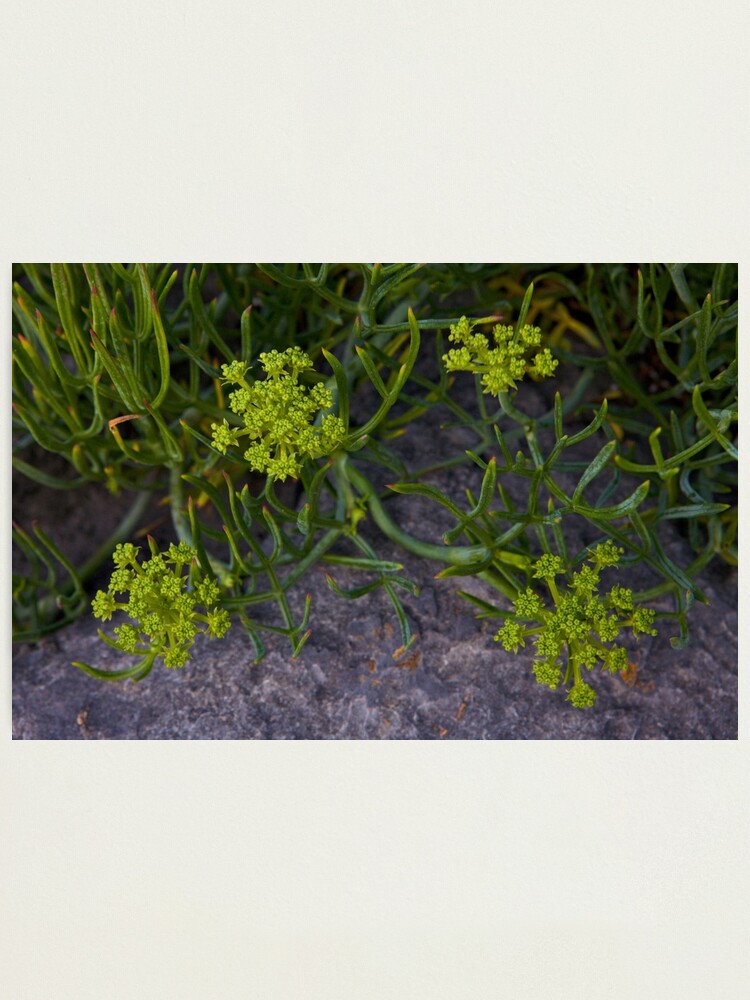 Alternate view of Rock Samphire, Inishmore, Aran Islands Photographic Print