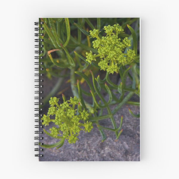 Artikelvorschau, Felsen Samphire, Inishmore, Aran Inseln entworfen und verkauft von George Row.