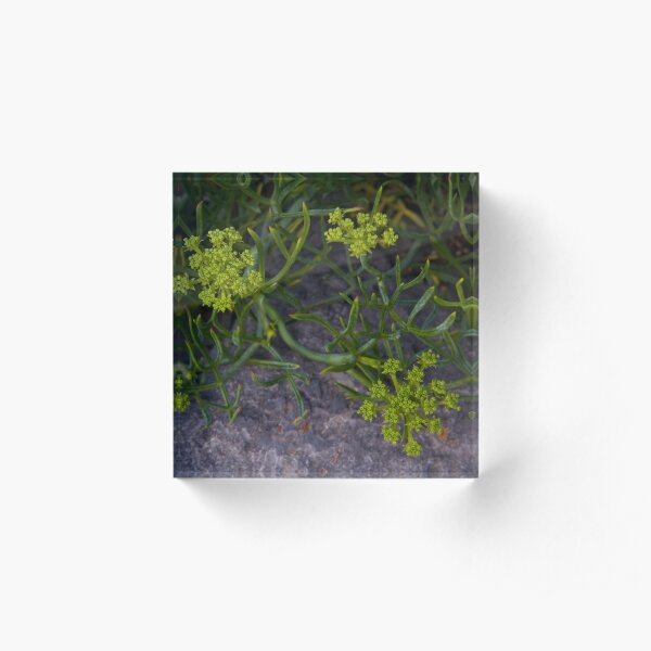 Rock Samphire, Inishmore, Aran Islands Acrylic Block