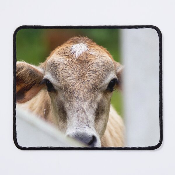 Item preview, head of veal designed and sold by ricobarinas.