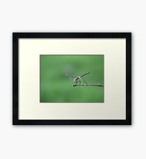 Drinking In The Green Framed Print
