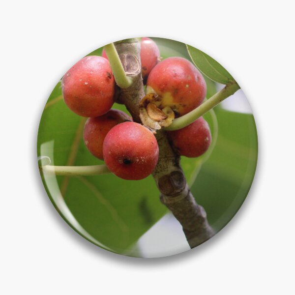 Item preview, Banyan Fruit Hanging on a Tree. designed and sold by VgBingi.