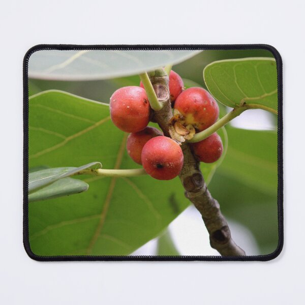 Item preview, Banyan Fruit Hanging on a Tree. designed and sold by VgBingi.