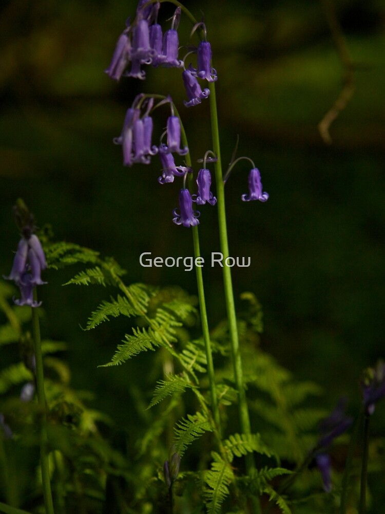 Two Bluebells in Prehen Woods, Derry by VeryIreland