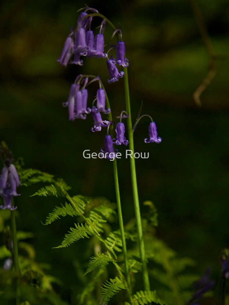 Two Bluebells in Prehen Woods, Derry by VeryIreland