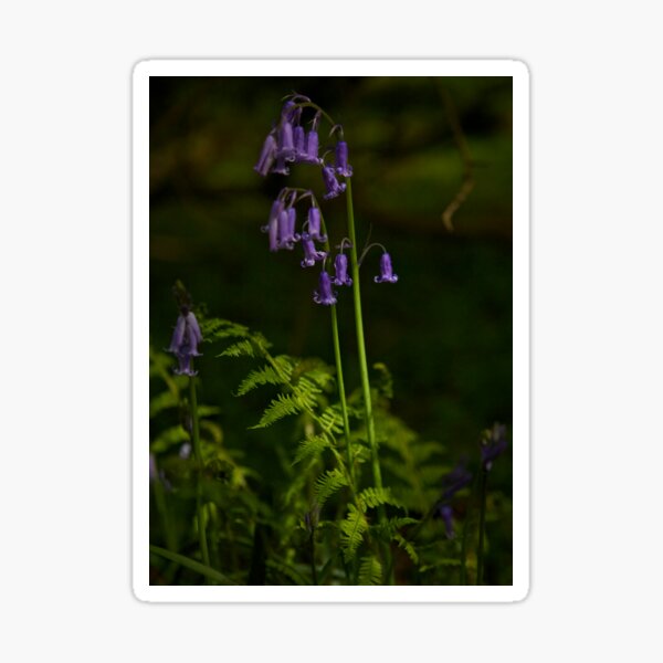 Two Bluebells in Prehen Woods, Derry Sticker