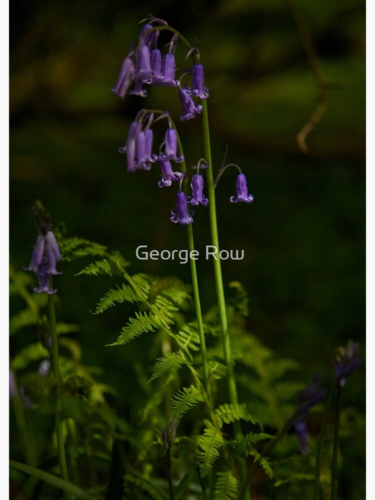 Two Bluebells in Prehen Woods, Derry by VeryIreland
