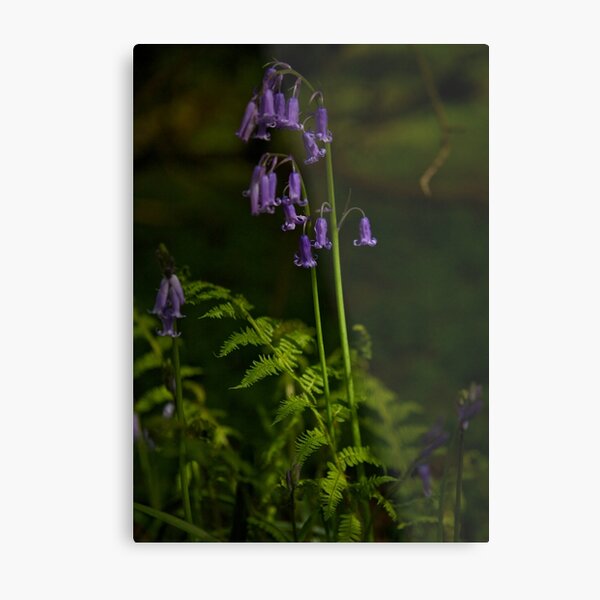 Two Bluebells in Prehen Woods, Derry Metal Print