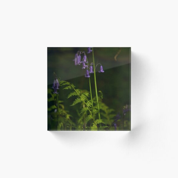 Two Bluebells in Prehen Woods, Derry Acrylic Block