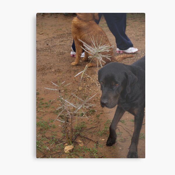 Lids Metal Print