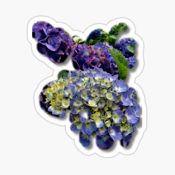 "Floating hydrangeas " Sticker for Sale by Dillyzip1202 Redbubble