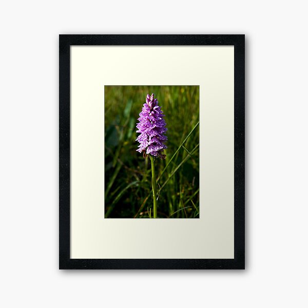 Spotted Orchid, Kilclooney, Donegal Framed Art Print