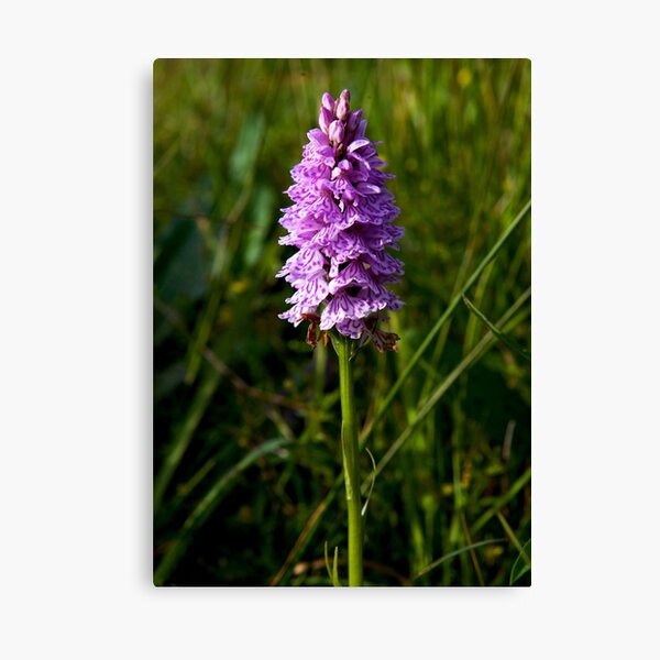Spotted Orchid, Kilclooney, Donegal Canvas Print