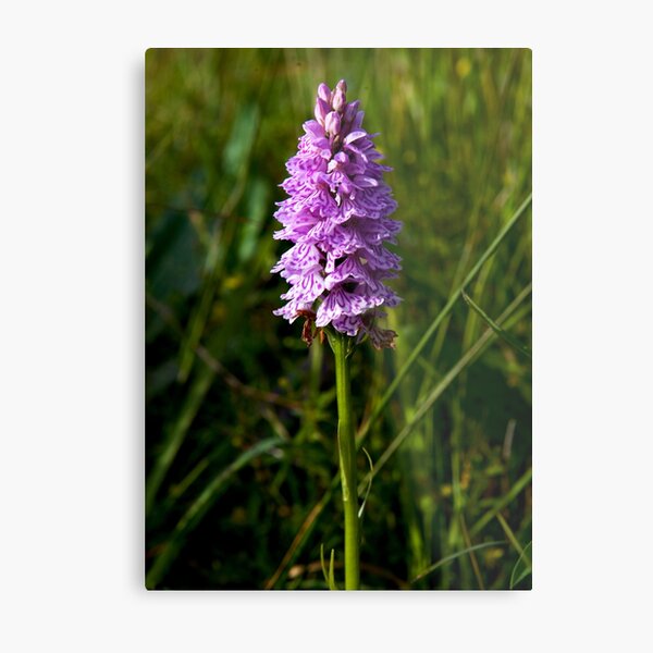 Spotted Orchid, Kilclooney, Donegal Metal Print