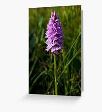 Spotted Orchid, Kilclooney, Donegal Greeting Card
