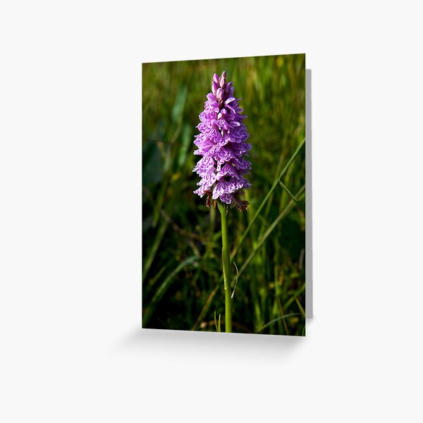 Spotted Orchid, Kilclooney, Donegal Greeting Card