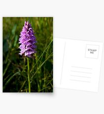 Spotted Orchid, Kilclooney, Donegal Postcards