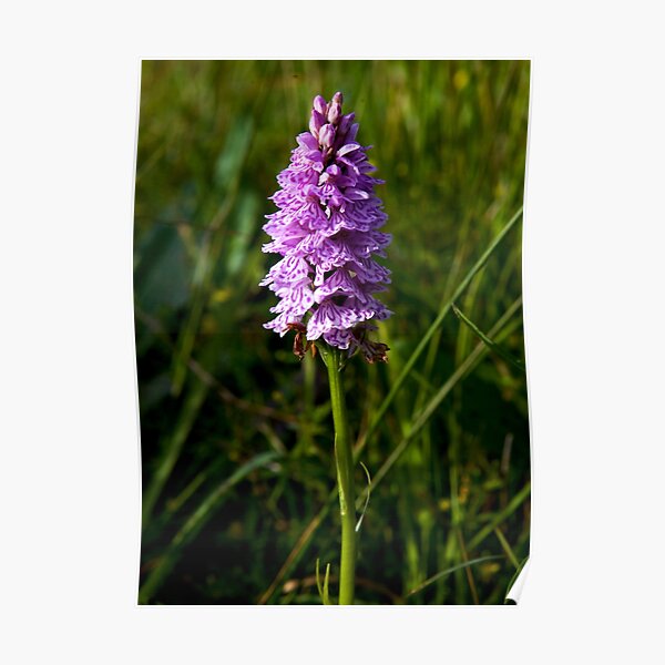 Spotted Orchid, Kilclooney, Donegal Poster