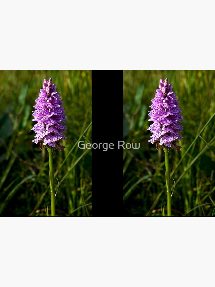Spotted Orchid, Kilclooney, Donegal by VeryIreland