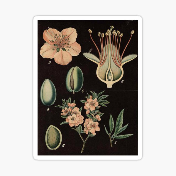 Vista previa del artículo con la obra «Almendro Flor Botánico», diseñado y vendido por BlueSpecsStudio.