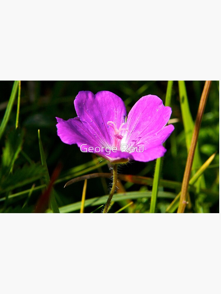 Cranesbill, Dun Eochla, Inishmore, Aran Islands by VeryIreland