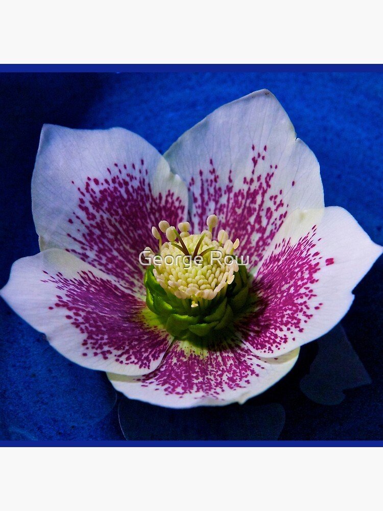 Hellebore Flower Head by VeryIreland