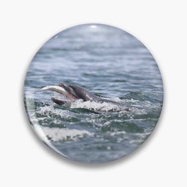 Item preview, Wild dolphin eating salmon fish designed and sold by chanonry.