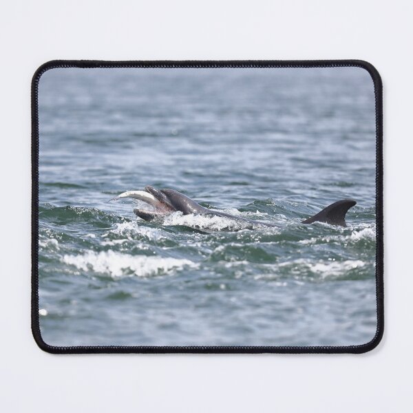 Item preview, Wild dolphin eating salmon fish designed and sold by chanonry.